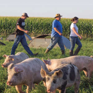 Niman Ranch Animals